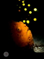   Deep ThoughtsCreated background effect capture moment frogfish portraying having some thoughts about his next meal. meal  